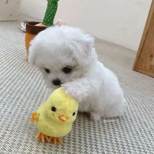 Chó Maltese con màu trắng đang chơi với một chú gà bông vàng đáng yêu.