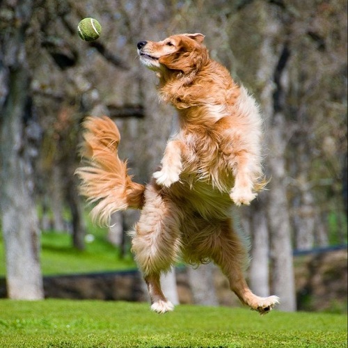 Chó Golden Retriever bật cao bắt bóng giữa công viên, dáng năng động và tập trung