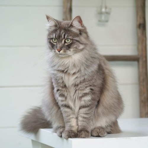 Mèo Siberian lông dài ba lớp dày mượt, dáng ngồi uy nghi trên bàn trắng, vẻ ngoài quý phái.