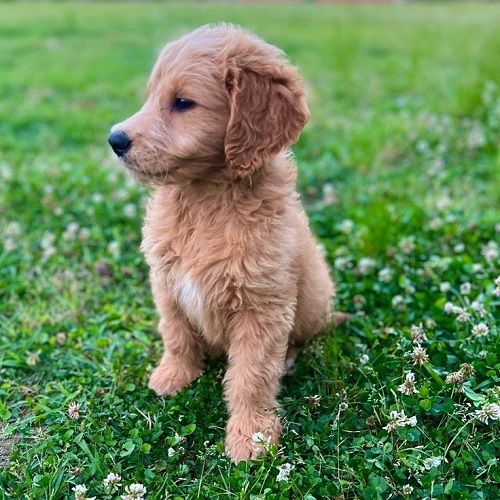 Chó Golden lai Poodle F1 lông xoăn dễ thương ngồi trên bãi cỏ