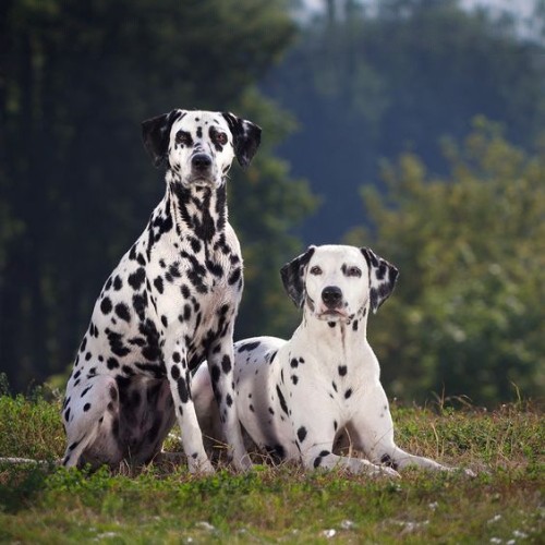 Hai chú chó Dalmatian lông trắng đốm đen ngồi và nằm trên thảm cỏ xanh.
