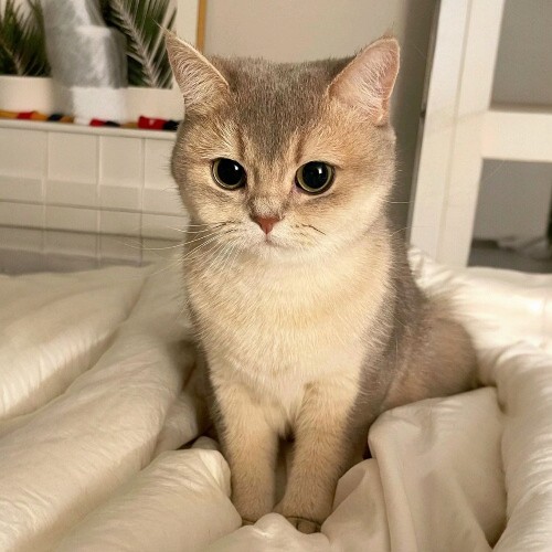 Mèo Singapura với bộ lông nâu đỏ ngắn mượt mà, đôi mắt to tròn dễ thương.