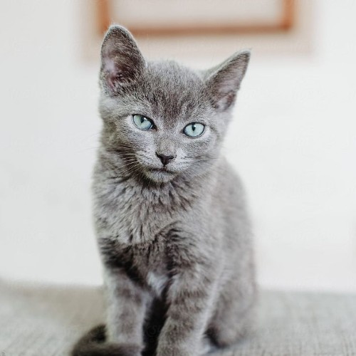 Mèo Russian Blue với bộ lông xám mượt, đôi mắt xanh đặc trưng, ngồi nghiêm trên bàn.