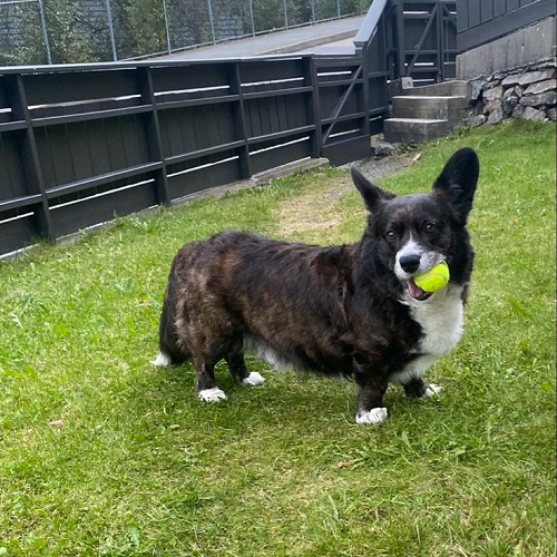 Chó Corgi 6 tháng tuổi chơi bóng ngoài sân cỏ