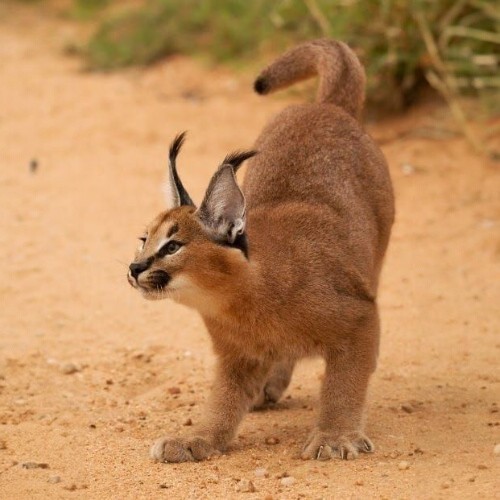 Linh miêu tai đen Caracal con chơi đùa trên nền cát trong môi trường tự nhiên.