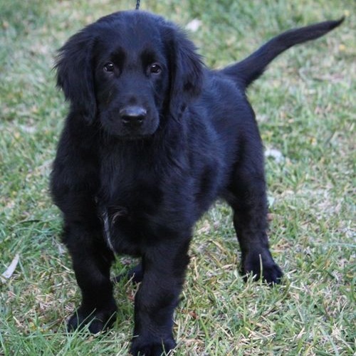Ngoại hình Black Golden Retriever khỏe mạnh, lông đen óng mượt, dáng đứng cân đối