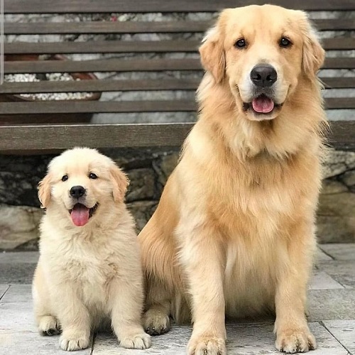 Chó Golden trưởng thành và chó con ngồi cạnh nhau, cả hai đều vui vẻ và đáng yêu