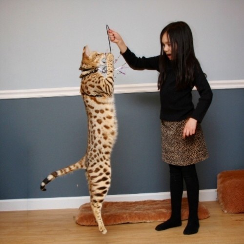 Hướng dẫn chế độ dinh dưỡng và cách chăm sóc mèo Ashera Cat đúng cách.