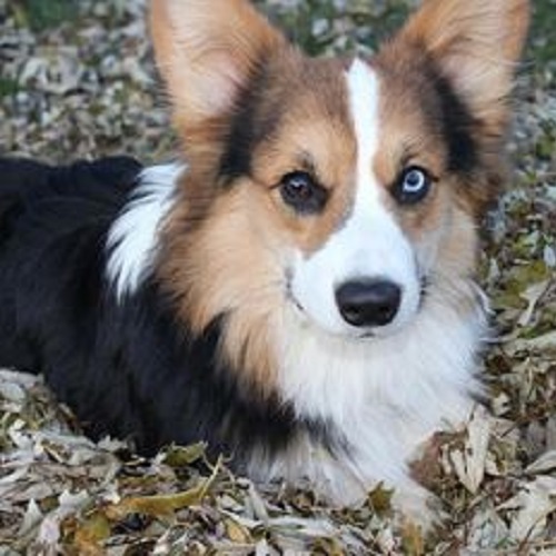 Chó Corgi mắt xanh và nâu độc đáo, cam kết thuần chủng