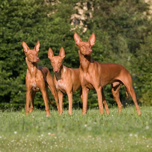 Ba chú chó Pharaoh Hound, giống chó cổ xưa từ Ai Cập, đứng trên cỏ xanh.