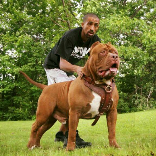 Chó American Bully lông nâu đỏ – trắng, lông ngắn bóng mượt đứng oai vệ