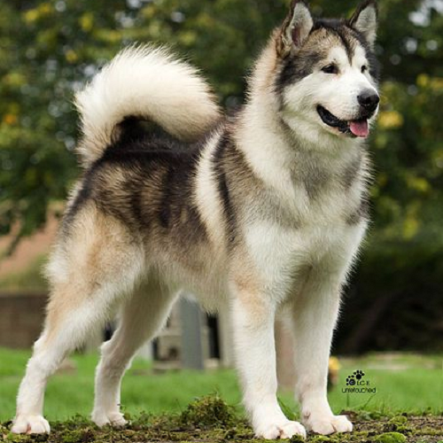Chú chó Alaska Malamute màu sable trong tư thế oai vệ, thể hiện sự mạnh mẽ và điềm tĩnh.