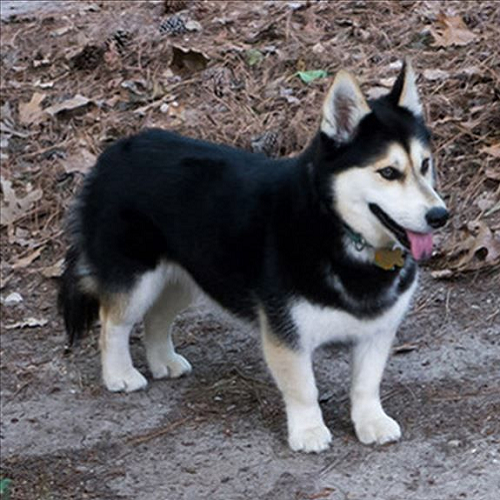 Chó Husky lai Corgi chân ngắn, lông đen trắng, lưỡi thè, đứng ngoài trời