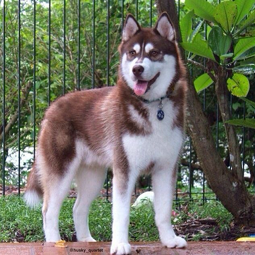 Chó Husky nâu đỏ trưởng thành, lông dày, đứng ngoài trời cạnh hàng rào