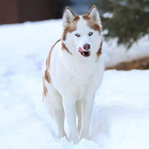 Chó Husky vàng trắng trưởng thành liếm môi khi đứng trên nền tuyết