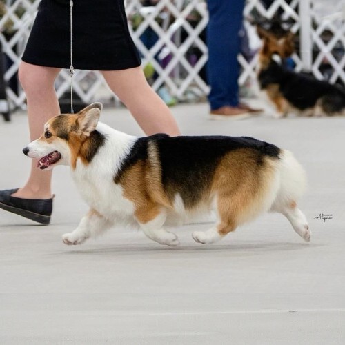 Chó Corgi lông tam thể trưởng thành, đang di chuyển trong sân huấn luyện.