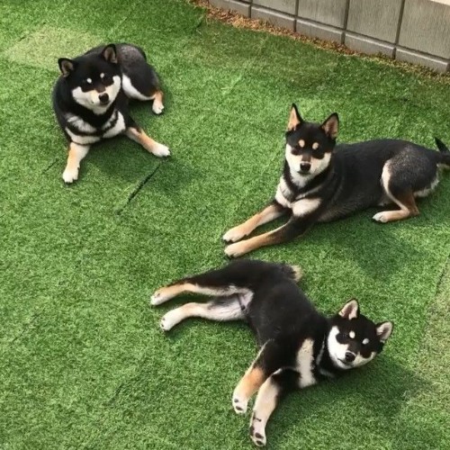 Ba chú Shiba Inu đen và nâu nằm thư giãn trên bãi cỏ xanh mướt.