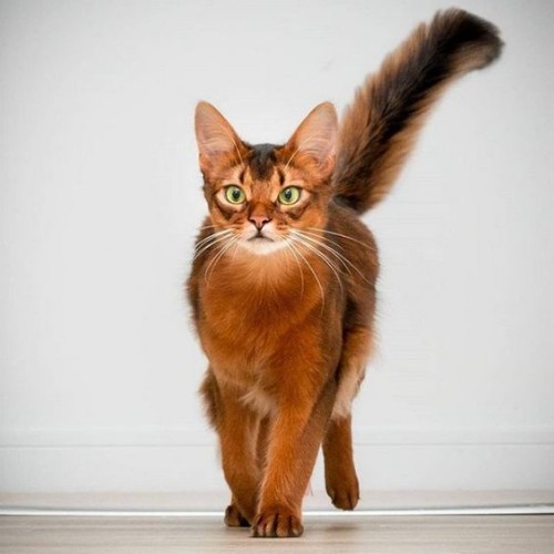 Mèo Abyssinian sang trọng, tuổi thọ cao, giống mèo nổi tiếng có lịch sử lâu đời.