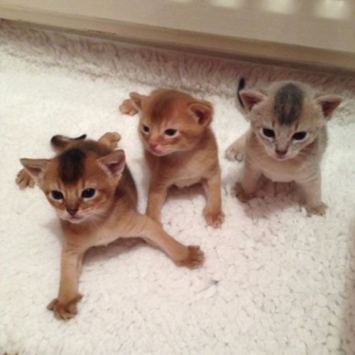 Ba chú mèo Abyssinian con đáng yêu, giống mèo lông ngắn quý hiếm tại Việt Nam.