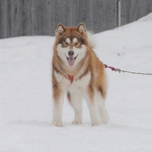 Chó Eskimo Canada dũng cảm, lông nâu trắng đứng trên nền tuyết trong giá lạnh.