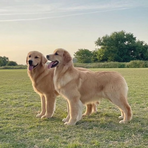 Hai chú chó Golden Retriever lông ngắn đứng trên bãi cỏ xanh vào lúc hoàng hôn