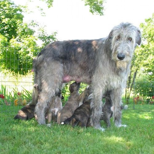 Chó mẹ Irish Wolfhound đang cho đàn con bú trong một không gian xanh mát.