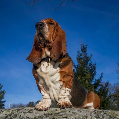 Chó Basset Hound đứng trên đá với dáng vẻ oai phong, tai dài đặc trưng.