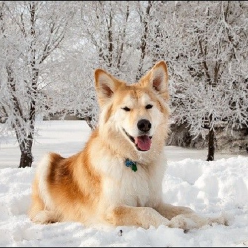 Chó Golden lai Alaska nằm trên tuyết giữa rừng cây phủ trắng