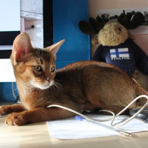 Mèo Abyssinian con nằm thư giãn, bộ lông ngắn dễ chăm sóc, cần vệ sinh định kỳ.
