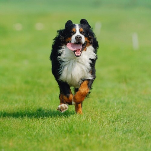 Chó Tam Sắc Bernese Mountain Dog chạy tung tăng trên cánh đồng cỏ xanh.