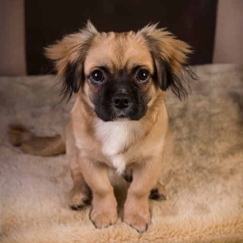Chó Pom-A-Pug lai giữa Phốc Sóc và Pug, thông minh và tình cảm.