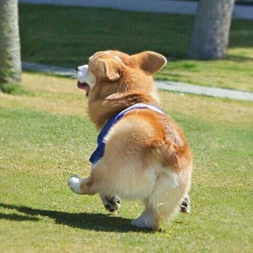 Chó Corgi mông bự đang chạy tung tăng trên bãi cỏ, khỏe mạnh và đáng yêu