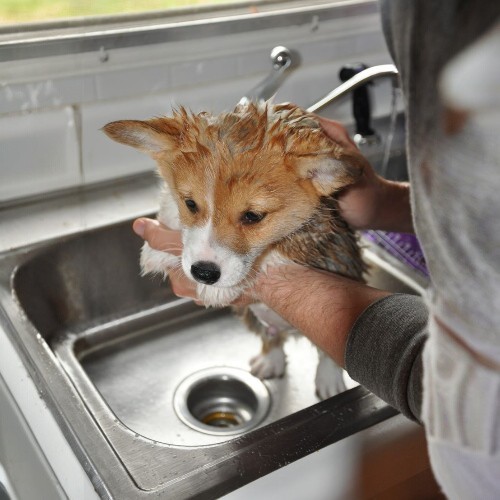Cún Corgi nhỏ được tắm rửa sạch sẽ trong bồn rửa.