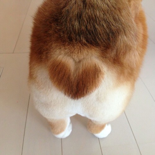 Hình ảnh mông Corgi với kiểu dáng trái tim được cắt tỉa gọn gàng, đáng yêu.