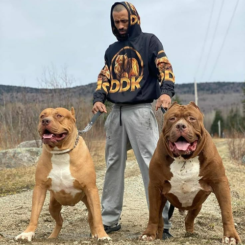 Hai chó American Bully cơ bắp đứng cạnh người dắt, biểu cảm thân thiện và trung thành