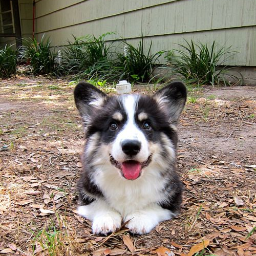 Chó Husky lai Corgi chân ngắn lông dày, nằm trên đất, thè lưỡi cười