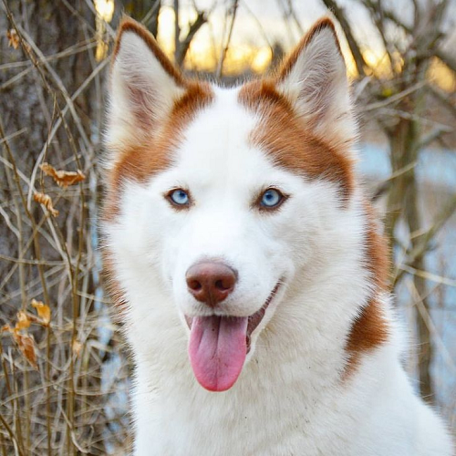 Chó Husky nâu đỏ mắt xanh lam với biểu cảm hiền lành và lưỡi thè