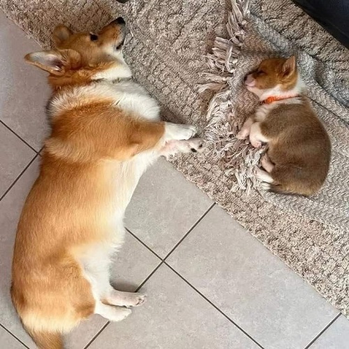 Chó Corgi mẹ và bé 1 tháng tuổi nằm ngủ cạnh nhau tại trại giống Chomeocanh.com