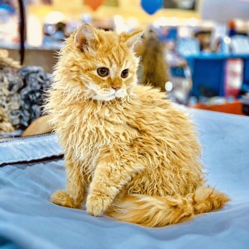 Mèo Selkirk Rex lông xoăn màu vàng cam dễ thương.