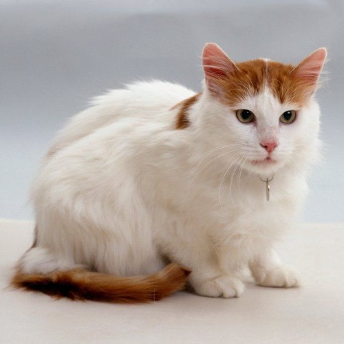 Mèo Turkish Van lông trắng mượt, điểm nhấn với đốm cam trên tai và đuôi, ánh mắt thông minh.
