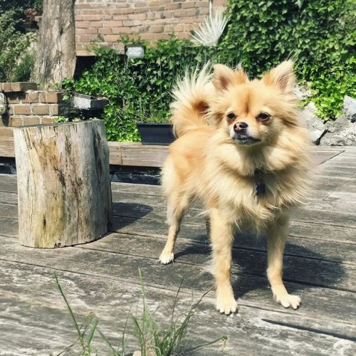 Chó Phốc Sóc lai Chihuahua Pomchi đứng trên sàn gỗ ngoài trời.