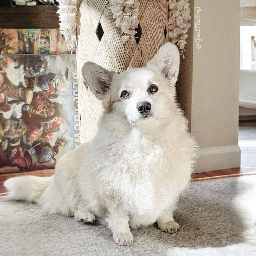 Chó Corgi trắng với bộ lông mềm mại, hiếm gặp và độc đáo.