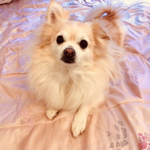Chó Pomchi (Phốc Sóc lai Chihuahua) nằm trên giường, lông dài mượt và đôi mắt to tròn.