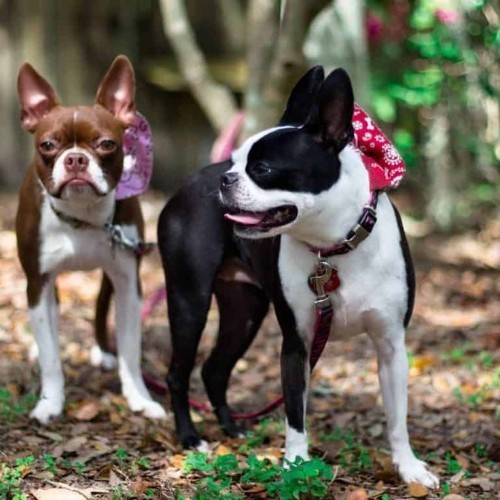 Hai chú chó Boston Terrier đứng trong khu vườn, một trắng đen, một màu nâu đỏ.
