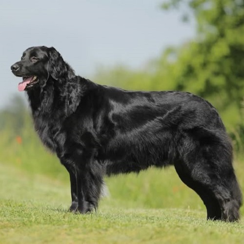 Chó lông đen dài được gọi là Black Golden Retriever đứng trên bãi cỏ xanh