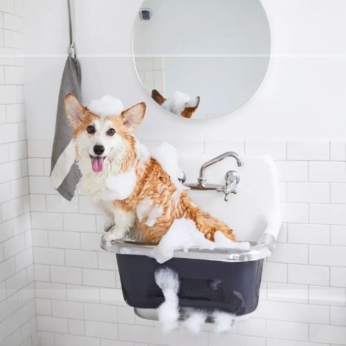 Chú chó Corgi đang được tắm gội sạch sẽ trong bồn tắm nhỏ.