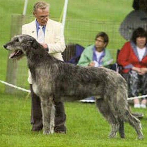 Một chú chó Irish Wolfhound với bộ lông xám thô ráp đứng cạnh người chủ.
