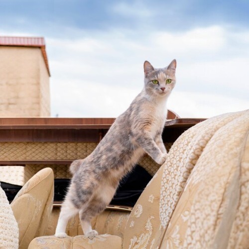 Mèo Japanese Bobtail với dáng thanh mảnh, biểu tượng văn hóa Nhật Bản.