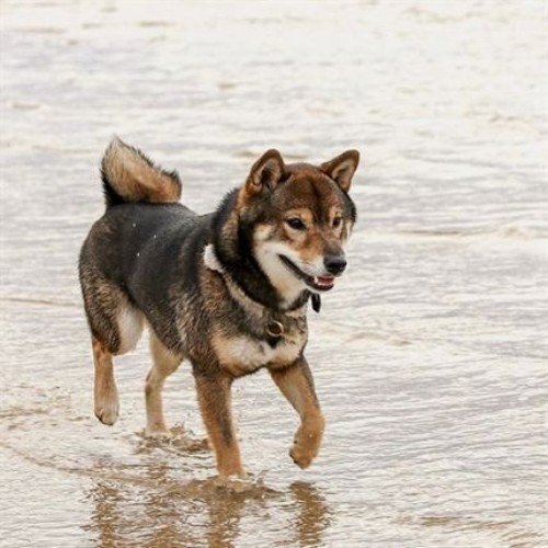 Shiba Inu màu vừng chạy nhảy trên bãi biển.