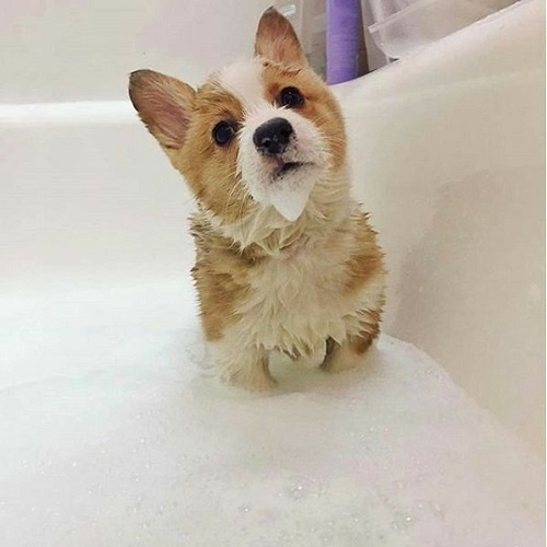 Chó Corgi đang tắm trong bồn đầy bọt, lông ướt đáng yêu